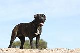 CANE CORSO 455